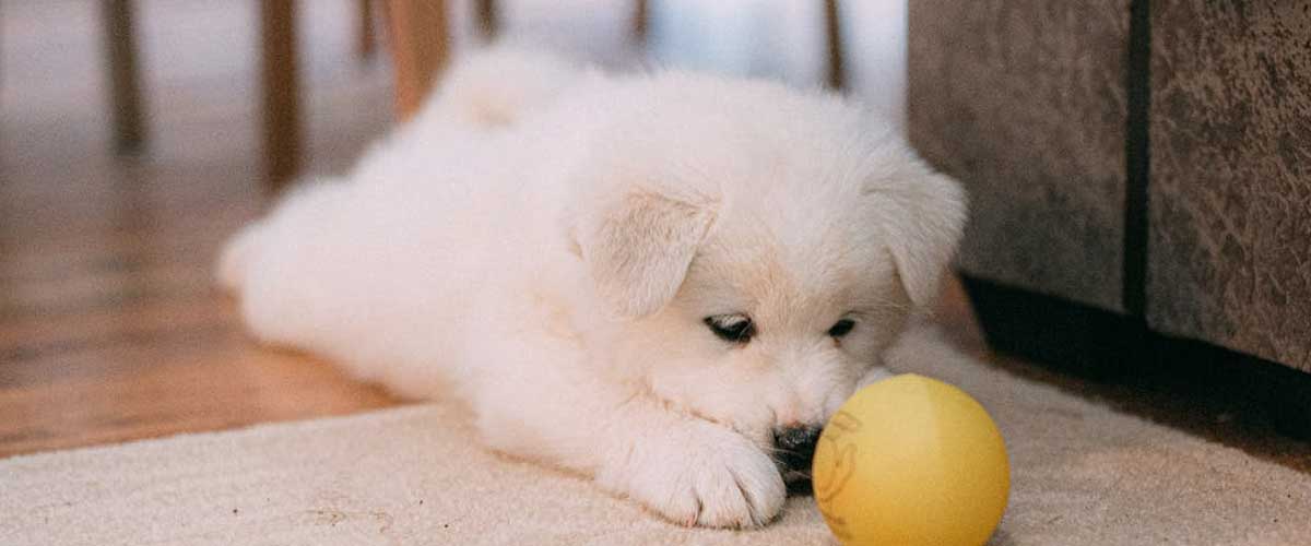 Three-Week Puppy Training Guide