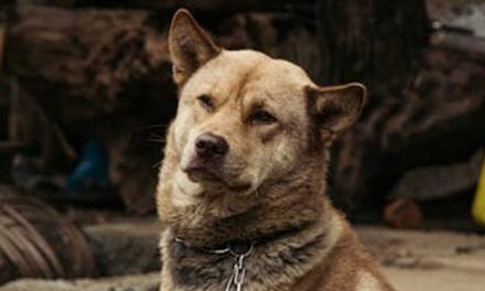 The Jindo Dog: A Loyal Companion from Korea