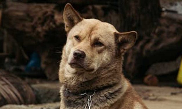 The Jindo Dog: A Loyal Companion from Korea