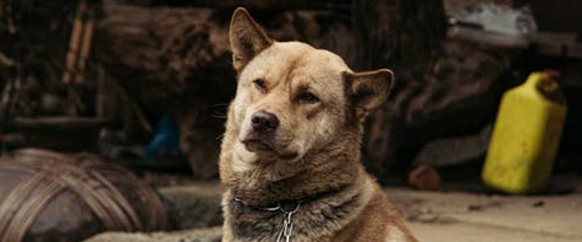 The Jindo Dog: A Loyal Companion from Korea