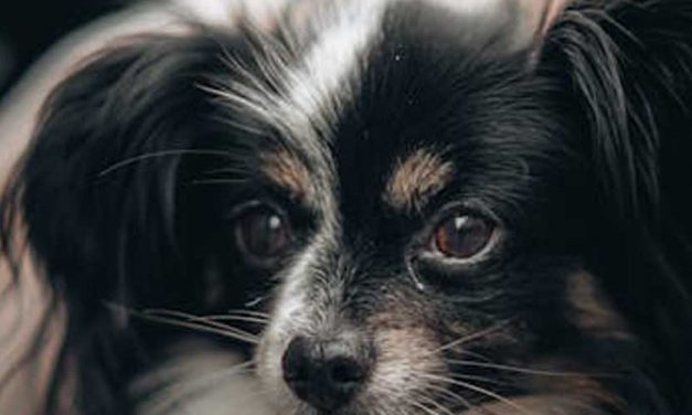 The Phalene Dog Breed: A Delicate and Charming Companion