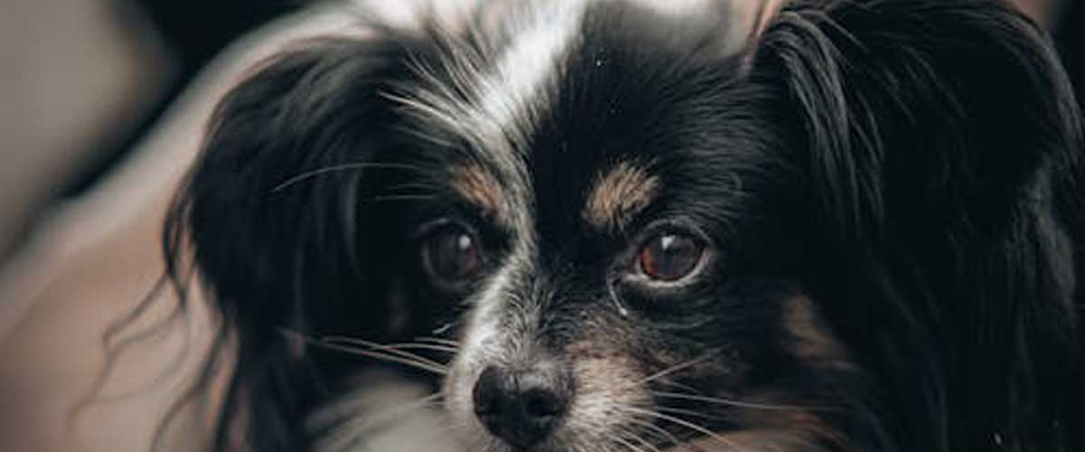The Phalene Dog Breed: A Delicate and Charming Companion