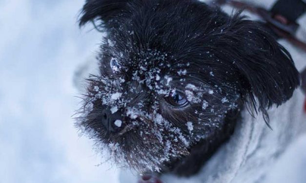 The Affenpinscher: A Charming Toy Breed