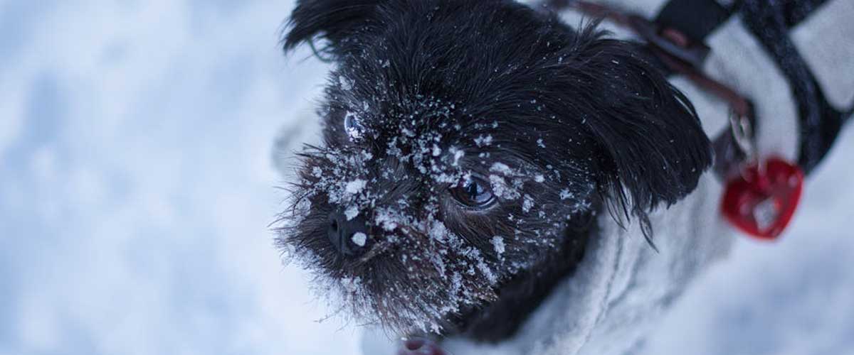 The Affenpinscher: A Charming Toy Breed