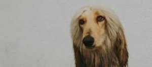 afghan hound