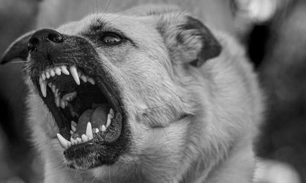 Understanding Dog Breeds and Their Temperaments