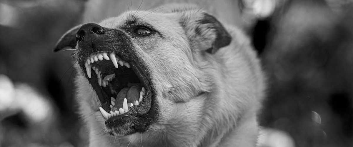 Understanding Dog Breeds and Their Temperaments