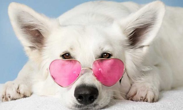 How AI is Changing the Way We Understand Dogs