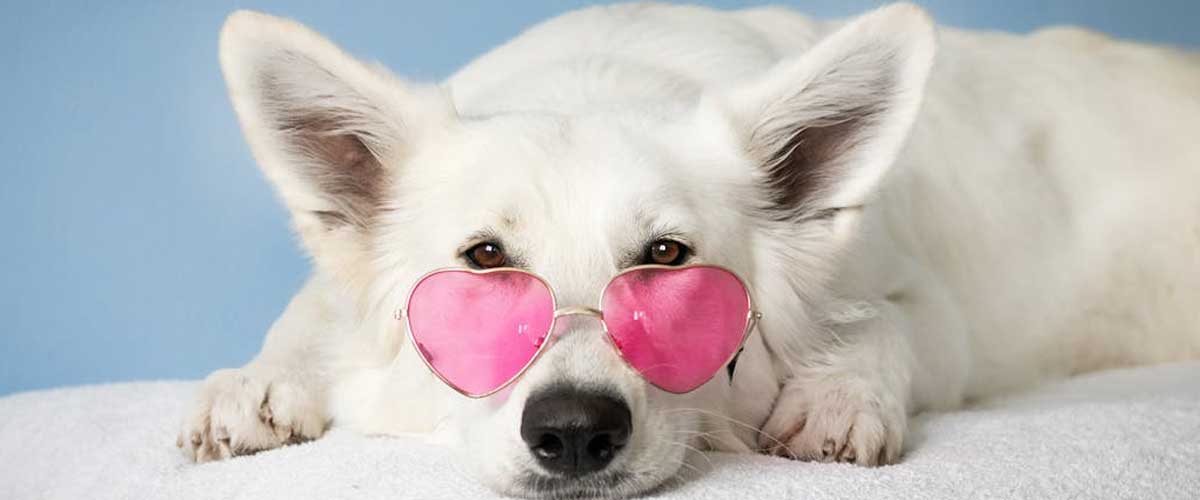 How AI is Changing the Way We Understand Dogs