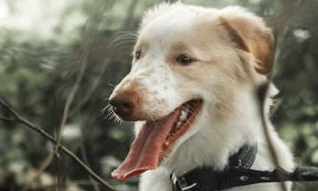 The Aidi Dog Breed: A Loyal Guardian of the Atlas Mountains