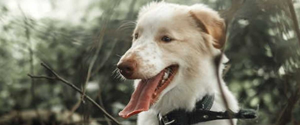 The Aidi Dog Breed: A Loyal Guardian of the Atlas Mountains