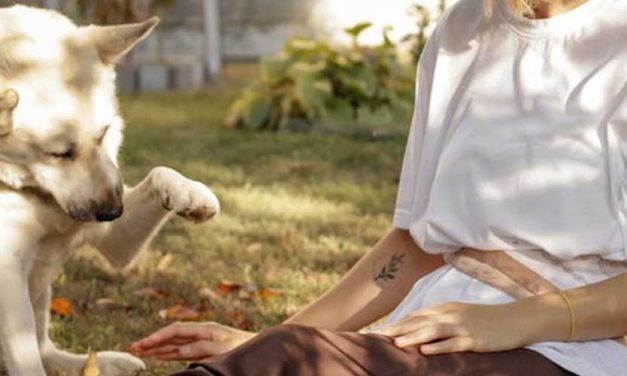 The Ainu Dog: A Deep Dive into an Ancient Breed