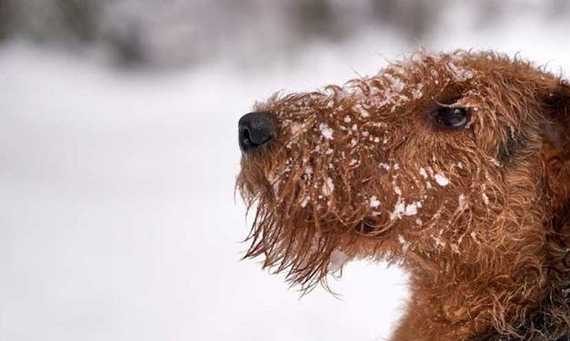 The Airedale Terrier: The King of Terriers