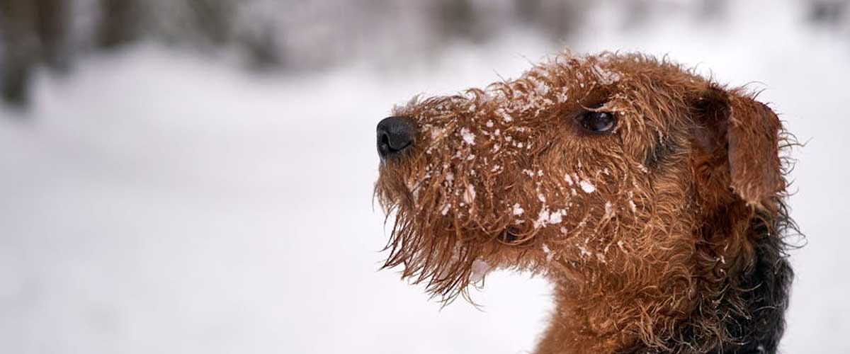 The Airedale Terrier: The King of Terriers