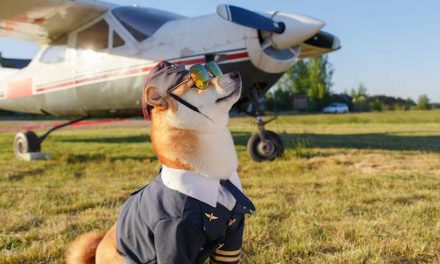 Airport Dogs: Paws on Patrol for Safety and Comfort