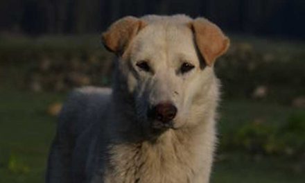 The Akbash Dog Breed: A Guardian of Heritage