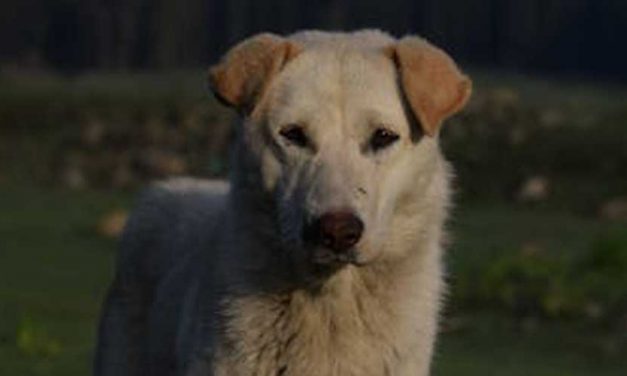 The Akbash Dog Breed: A Guardian of Heritage