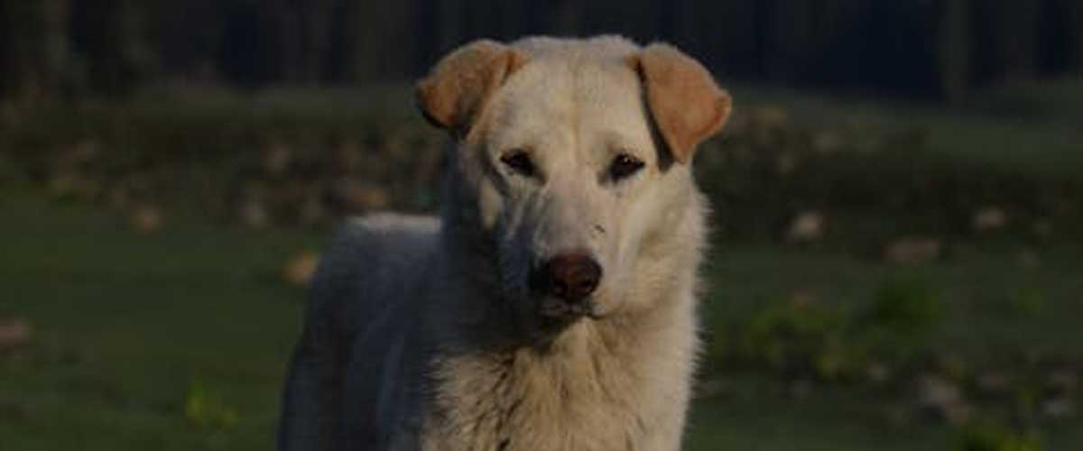The Akbash Dog Breed: A Guardian of Heritage
