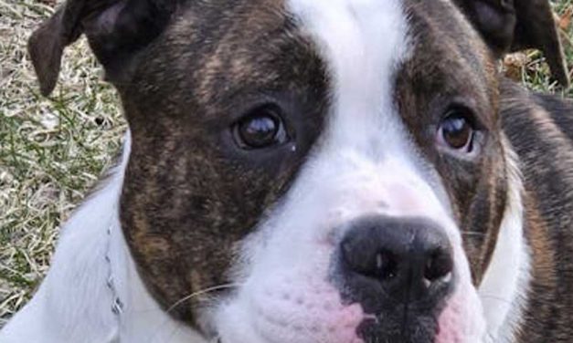 The Alapaha Blue Blood Bulldog: A Loyal and Unique Breed