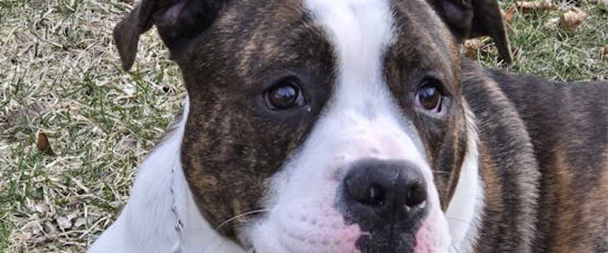 The Alapaha Blue Blood Bulldog: A Loyal and Unique Breed