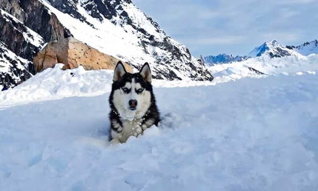 The Alaskan Malamute: A Majestic Winter Companion