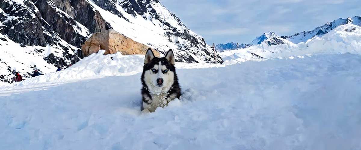 The Alaskan Malamute: A Majestic Winter Companion