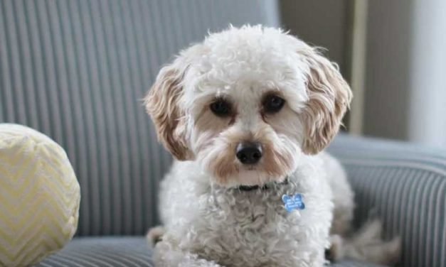 How Long Can You Leave a Dog Alone? Navigating the 4-Hour Rule