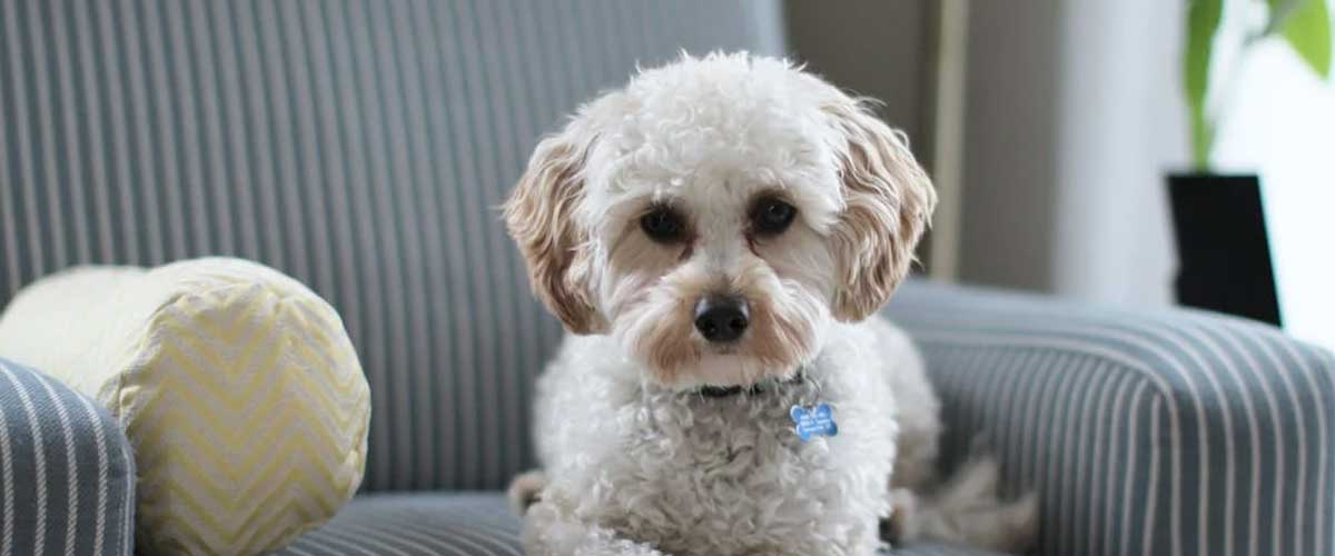 How Long Can You Leave a Dog Alone? Navigating the 4-Hour Rule