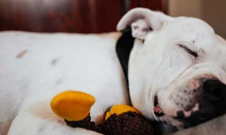 The American Bulldog: A Loyal Companion with a Strong Presence
