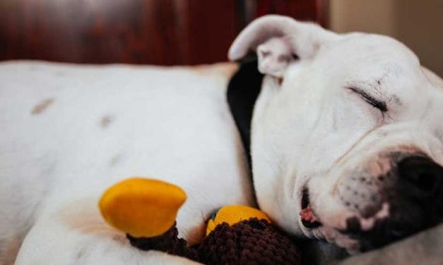 The American Bulldog: A Loyal Companion with a Strong Presence