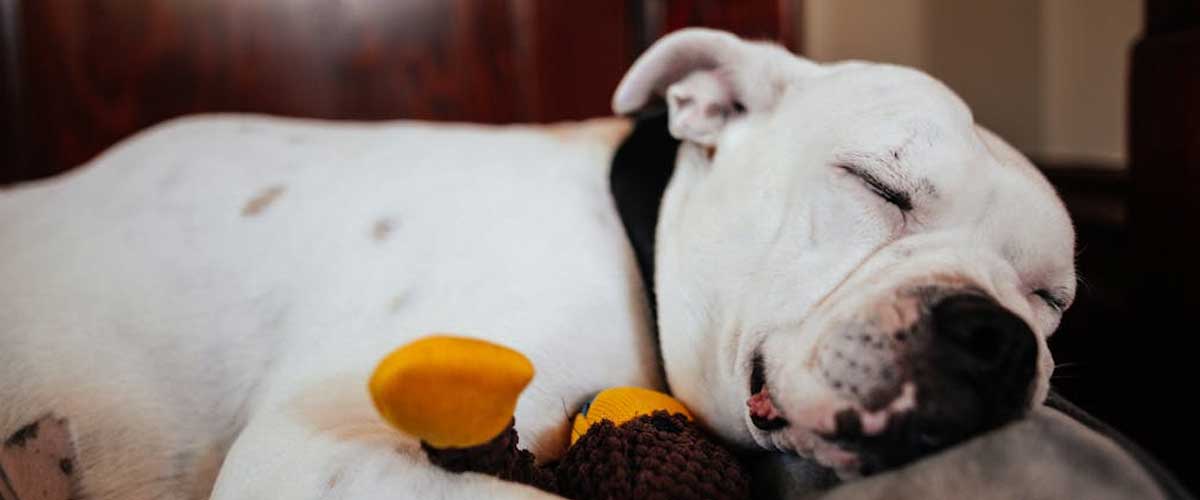 The American Bulldog: A Loyal Companion with a Strong Presence