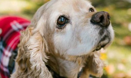 The American Cocker Spaniel: A Charming Companion