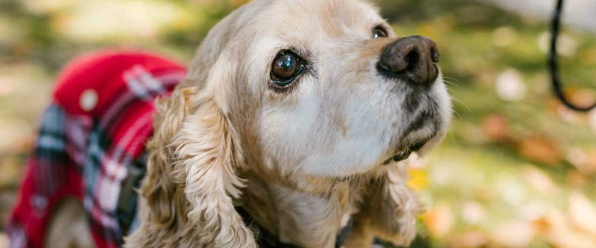 The American Cocker Spaniel: A Charming Companion
