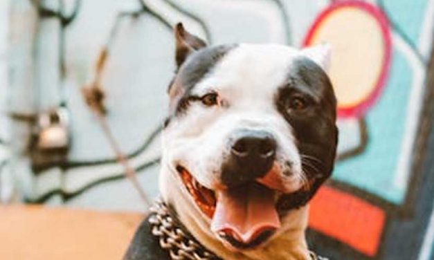 The American Pit Bull Terrier: A Comprehensive Guide