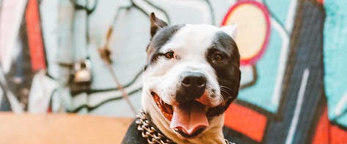 The American Pit Bull Terrier: A Comprehensive Guide