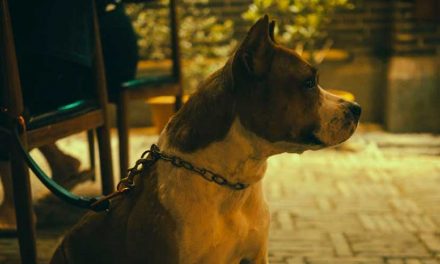 The American Staffordshire Terrier: A Loyal Companion