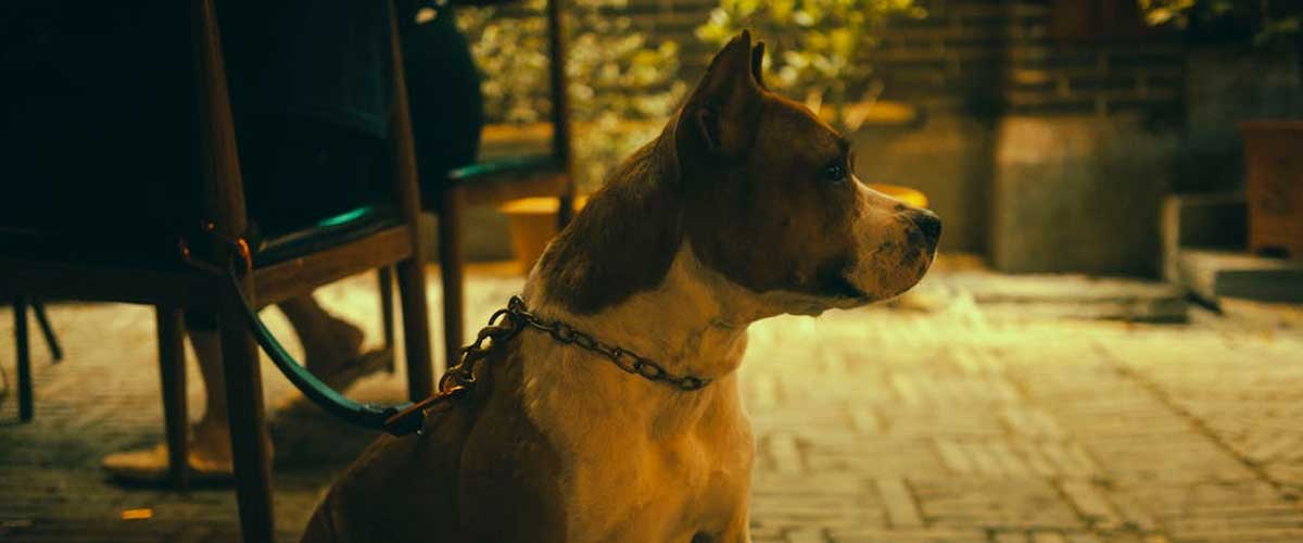 The American Staffordshire Terrier: A Loyal Companion