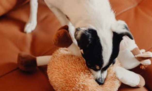 The American Toy Terrier: A Small Breed with a Big Personality