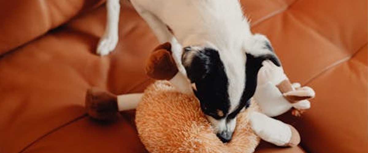 The American Toy Terrier: A Small Breed with a Big Personality