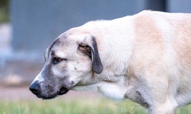 The Anatolian Karabash: A Noble Guardian of the Anatolian Plateau