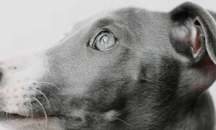 Why It Is Important to Control Children Around a Nervous, Anxious Dog