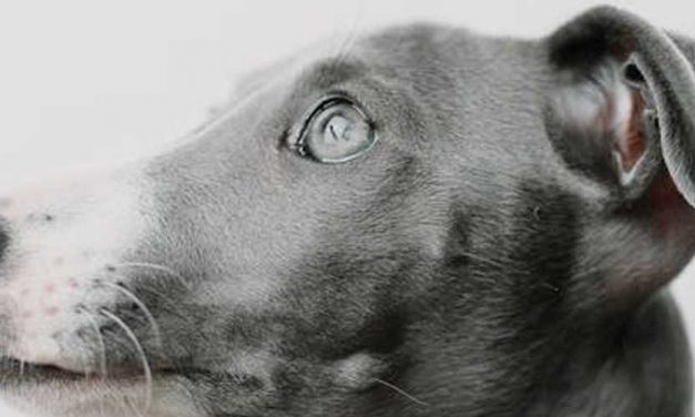 Why It Is Important to Control Children Around a Nervous, Anxious Dog