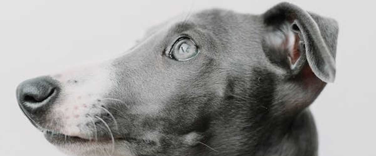 Why It Is Important to Control Children Around a Nervous, Anxious Dog
