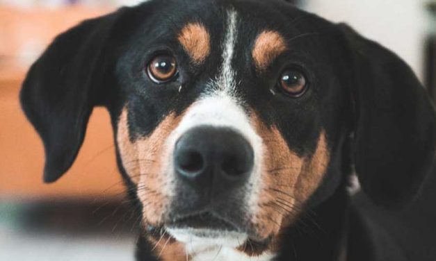 The Appenzell Mountain Dog: A History and Overview