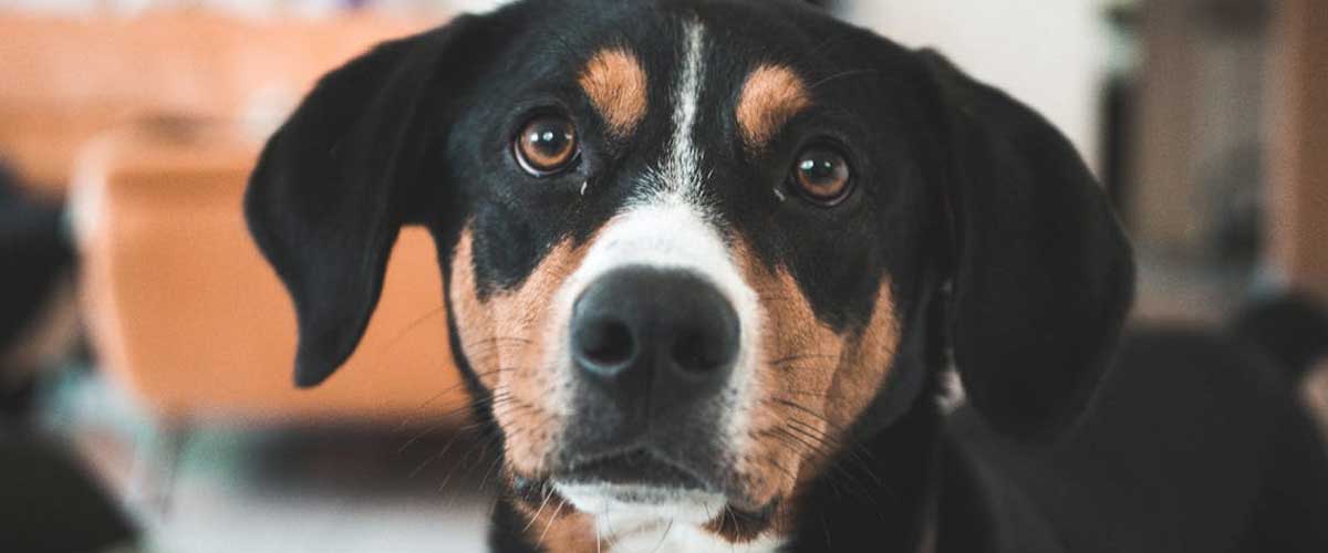 The Appenzell Mountain Dog: A History and Overview