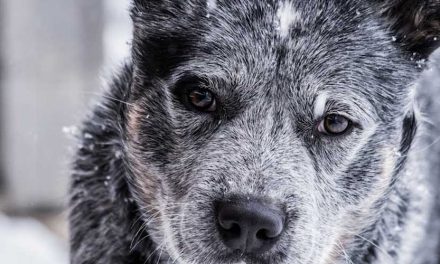 The Remarkable Resilience of Arctic Dogs: Champions of the Cold