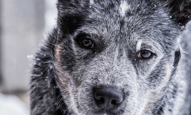 The Remarkable Resilience of Arctic Dogs: Champions of the Cold