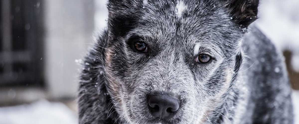 The Remarkable Resilience of Arctic Dogs: Champions of the Cold