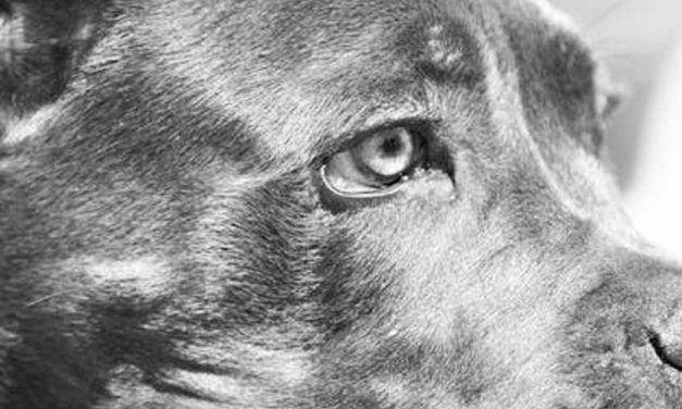 The Argentinean Mastiff: A Loyal Guardian and Family Companion