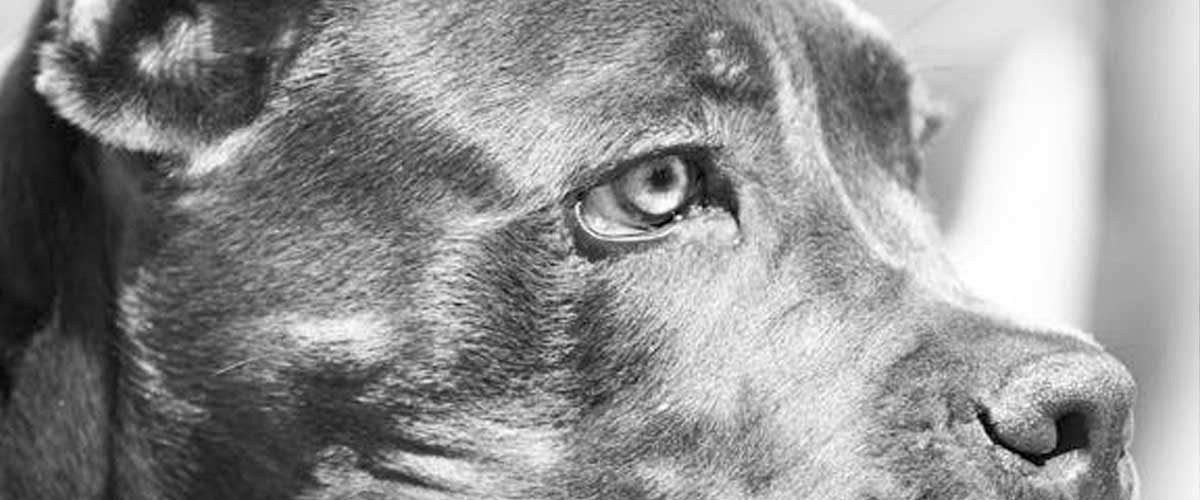 The Argentinean Mastiff: A Loyal Guardian and Family Companion